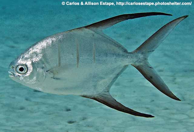 <p>Front lobes of dorsal and anall fins are black and elongated</p><p>leading edges of the caudal fin are blackish</p><p>Four roughly narrow dark or pale body bars on sides</p><p>silvery with blue or gold tinted color</p>