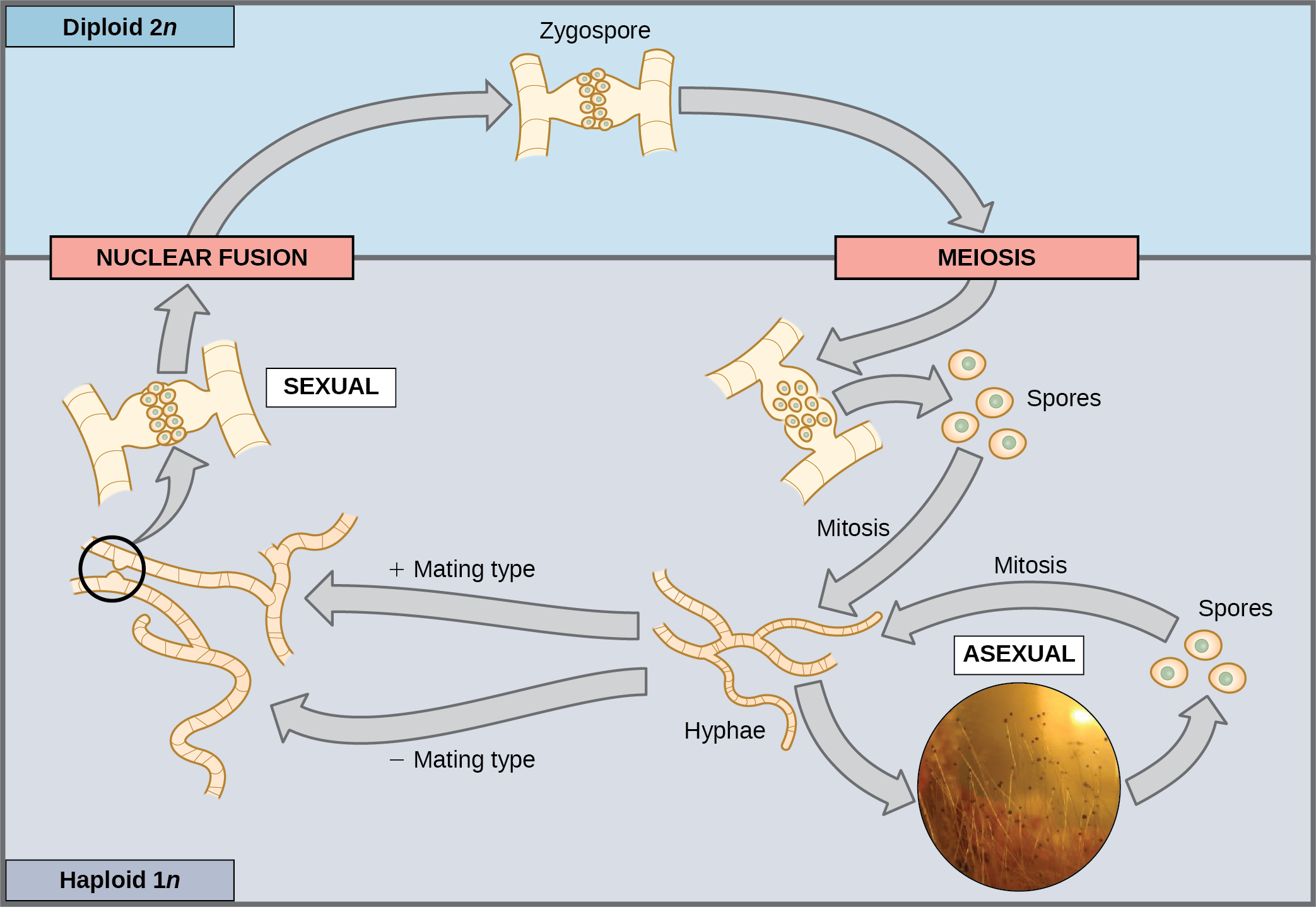 <p>unicellular and few multicellular organisms produce genetically identical clones of themselves</p>