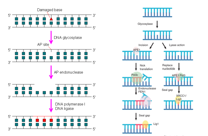 <p>After Base Excision: </p><p>AP site —&gt; enzyme called AP________—&gt; remove small amount of DNA, gap filled in </p><p>SS gap —&gt; if DNA pol ran in at this step —&gt; then would have______ —&gt; if play cards right, end up with rest of steps of pathway</p>