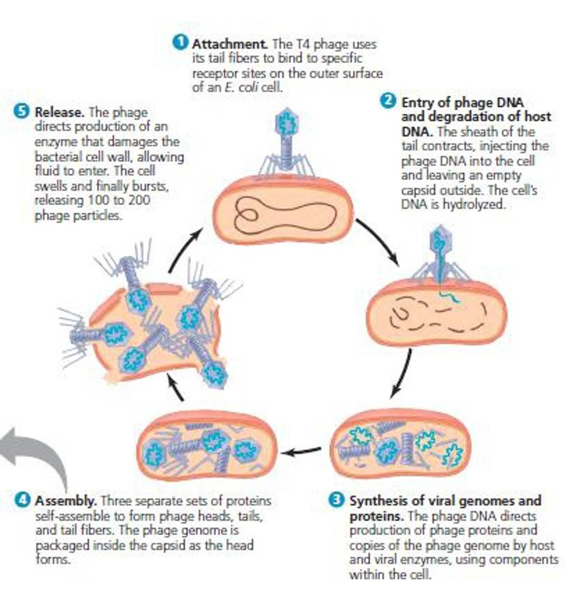 <p>1. Attach to host bacterium</p><p>2. Phage DNA enters and destroys bacterial DNA</p><p>(3) Viral genome and proteins synthesised</p><p>(4) New bacteriophages assembled.</p><p>(5) Bacteriophages released as cell lyses (splits open)</p>