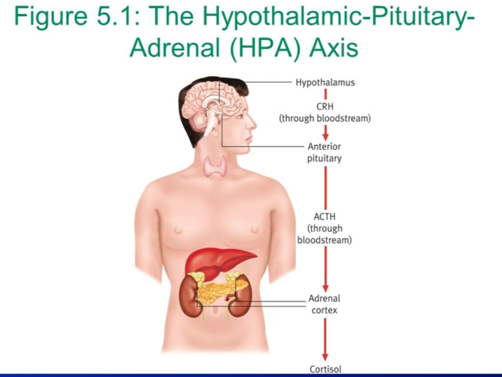 <ul><li><p>Hypothalamus</p></li><li><p class="has-focus">CRH</p></li><li><p class="has-focus">Anterior Pituitary</p></li><li><p class="has-focus">ACTH</p></li><li><p class="has-focus">Adrenal Cortex</p></li><li><p class="has-focus">Cortisol</p></li></ul><p></p>