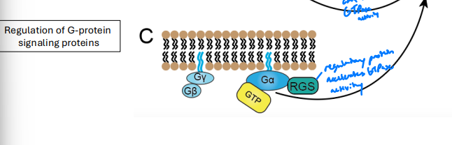 <p>Regulatory protein accelerates GTPase activity</p>