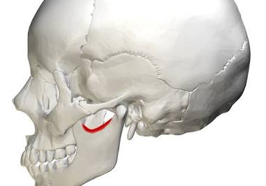 <p>bony marking?</p>