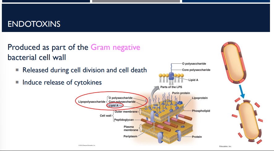 <p>T/F: Exotoxins are <span>less toxic lipopolysaccharides that are part of the outer membrane of Gram-negative bacteria and are released upon cell death.</span></p>