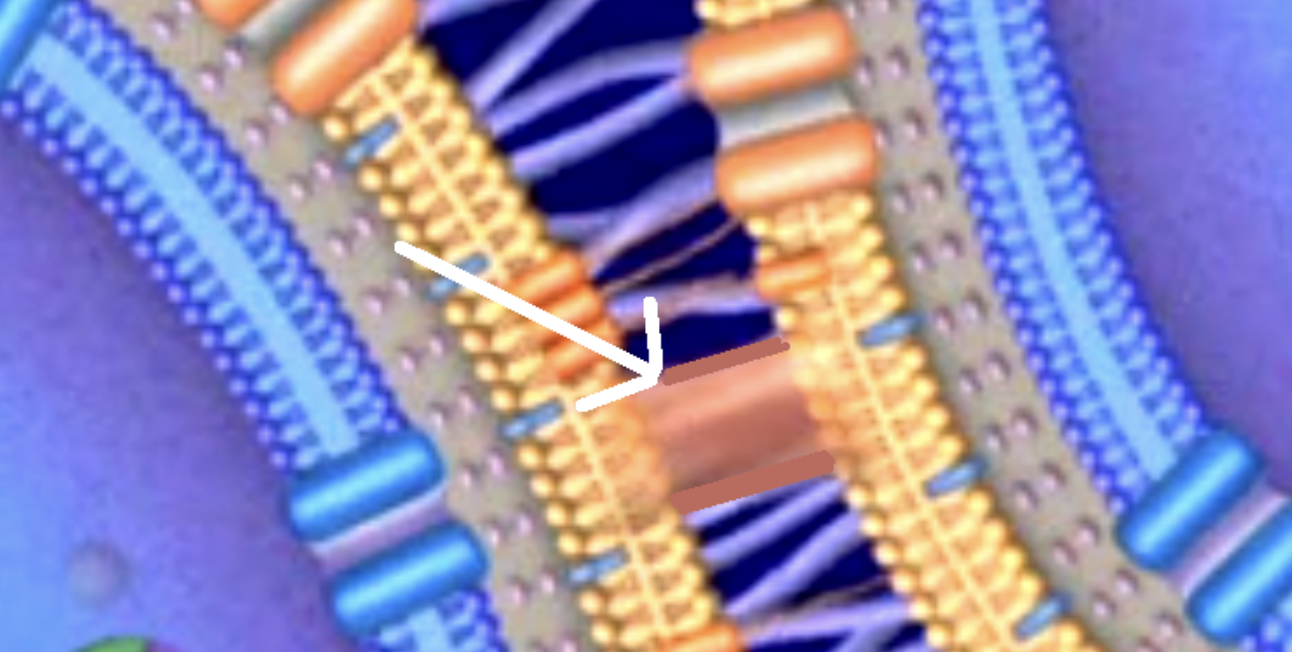 <p>What is the name of this tube that connects two bacteria? What is the name of the process the bacteria are using to transfer DNA?</p>