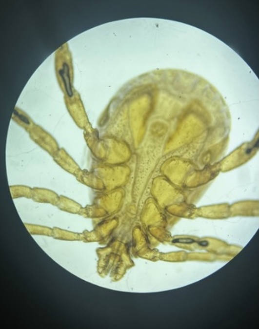 <p>Identify this Tick (genus &amp; Common)</p>