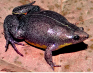 <p><strong><u>Distribution:</u></strong></p><ul><li><p>Worldwide, expect Europe and North Africa</p></li></ul><p><br><strong><u>Traits:</u></strong></p><ul><li><p>fold behind head</p></li><li><p>narrow pointed head</p></li><li><p>teardroped/ oval bodies</p></li></ul><p></p><p><strong><u>Larval Type:</u></strong></p><p>II</p>