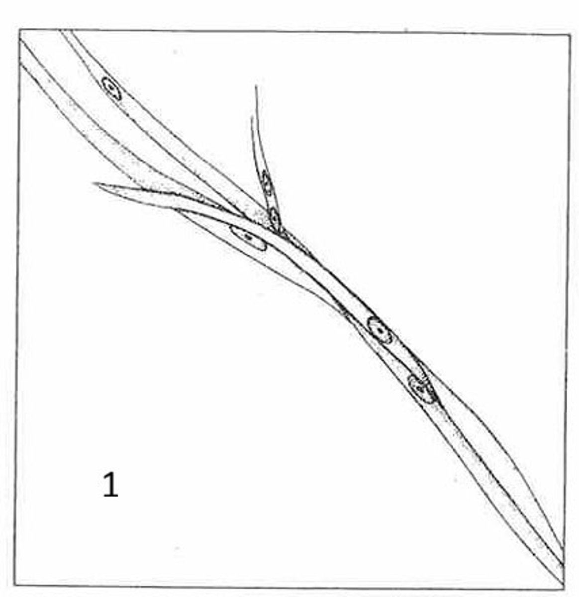 <p>what is the name of this tissue?</p>