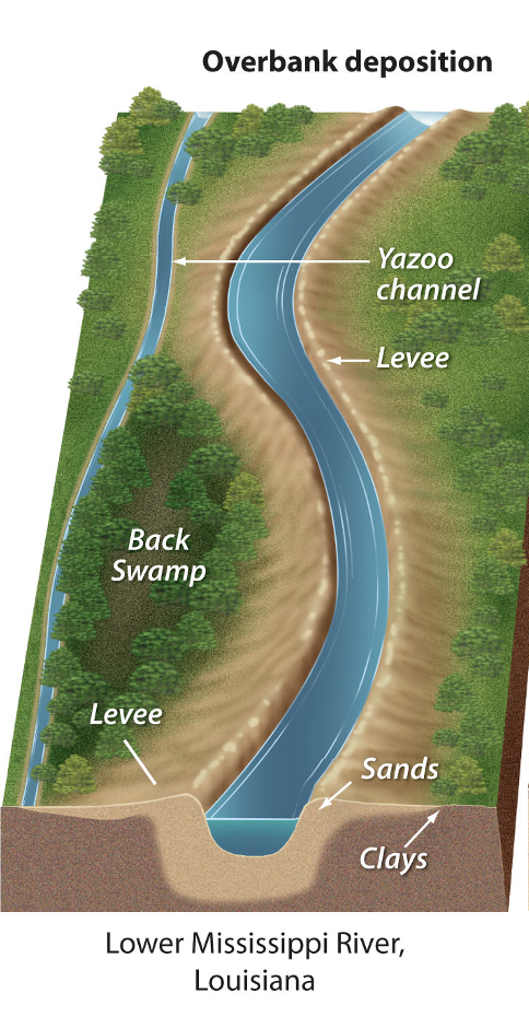 <p>develop natural levees, floodplain is lower than levees, leading to back swamps and yazoo channels</p>