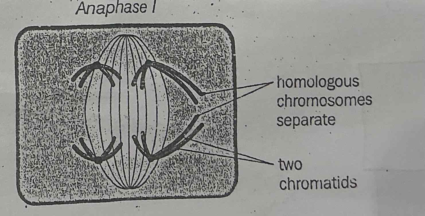 <p>.A very rapid stage</p><p>.Spindle fibres contract</p><p>.The chromosomes in each BIVALENT separates and are pulled to opposite poles of the cell</p><p>.The random arrangement of homologous pairs at metaphase means that EACH POLE HAS A RANSOM MIXTURE OF PATERNAL AND MATERNAL CHROMOSOMES.</p><p>(The centromere does not split and chromatids are not pulled apart. The chromosomes remain intact at this stage.)</p>
