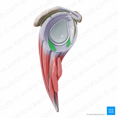 <ul><li><p>runs obliquely from the superior anterior labrum to the anterior aspect of the proximal humerus</p></li></ul><p></p>