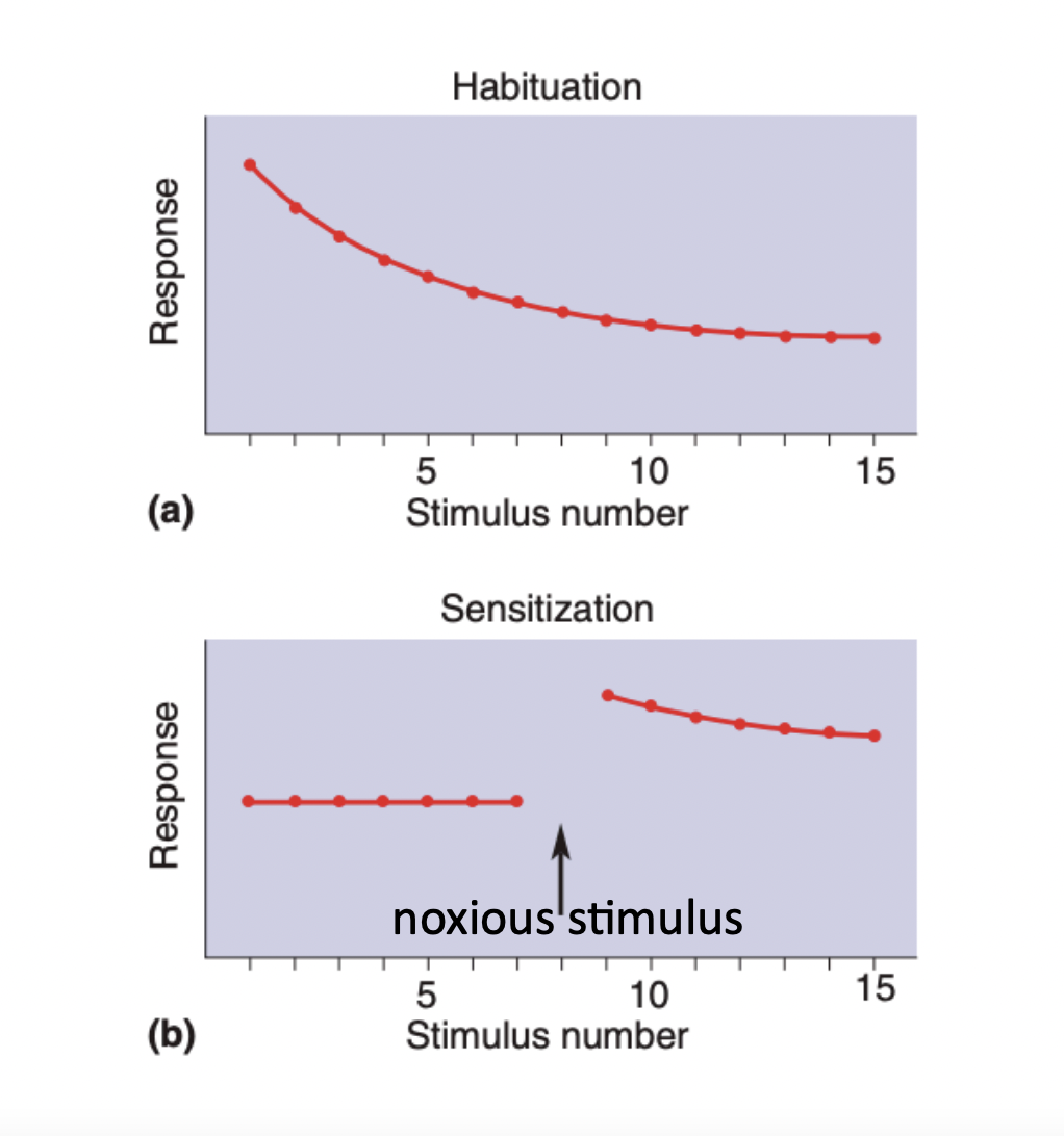 <ul><li><p>After shocking its tail, gill withdrawal is much more severe compared to the same stimulus before the shock </p></li></ul>