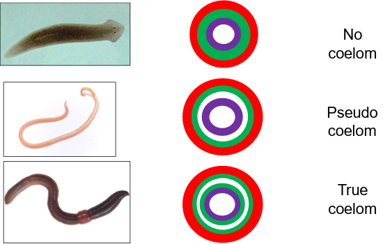 <p><strong>No</strong>, some have mesoderm but <strong>lack a true coelom</strong>.</p>