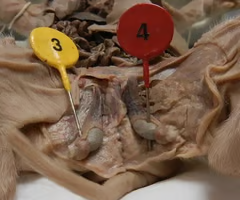 <p>What is the arrow pointing to? What’s it function? </p>