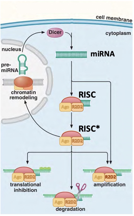 <p>Eukaryotic gene regulaiton</p><ul><li><p>Naturally occurring regulatory RNA’s encoded in the genome, regulate the expression of other genes (abt 300 target on average)</p></li><li><p>Function to regulate target genes by reducing translation of their mRNAs → <strong>down regulate by degradation</strong></p></li><li><p>Preliminary miRNA transcripts are self-complementary (double stranded)</p></li></ul><p></p>