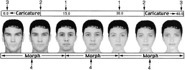 <p>Johnston (   Procedure)</p>