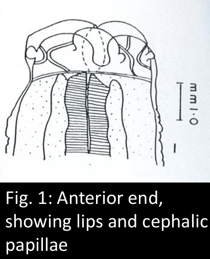 <ol><li><p><em><u>Ascaridia galli</u></em></p></li><li><p>Small intestine</p></li><li><p>Chicken, Geese, Turkey, other birds</p></li><li><p>Largest nematode in birds</p></li></ol><p></p>
