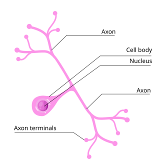 <p>pseudounipolar neurons</p>