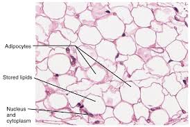 <ul><li><p>lipid vacuole</p></li><li><p>nucleus  </p></li></ul><p></p>