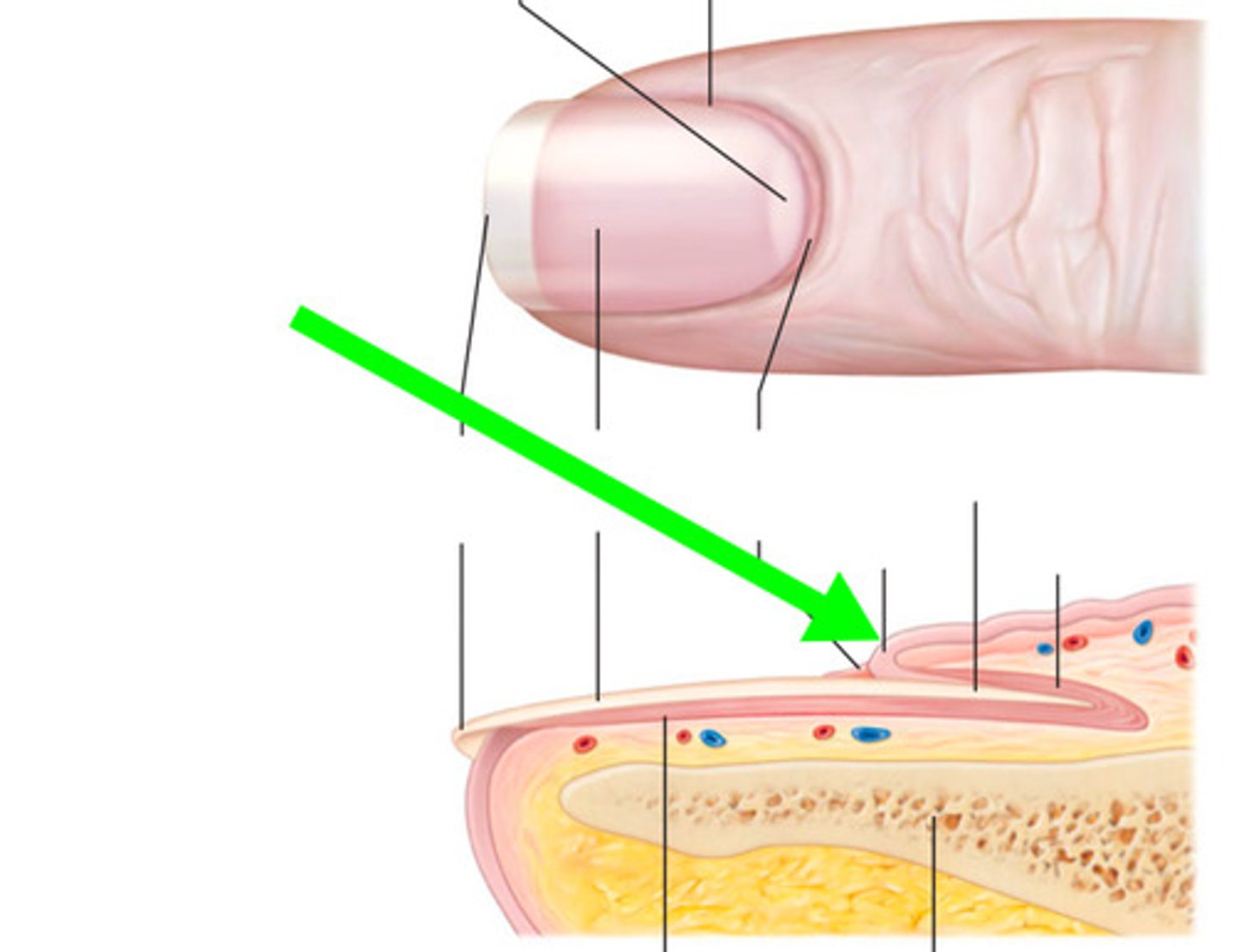 <p>Lateral and proximal skin coverage for nails</p>