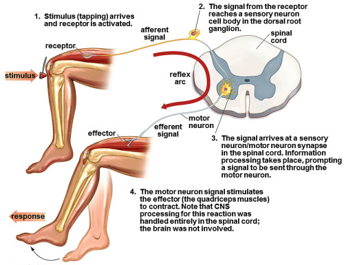 <p>an organ, gland, or muscle capable of being activated by nerve endings</p>