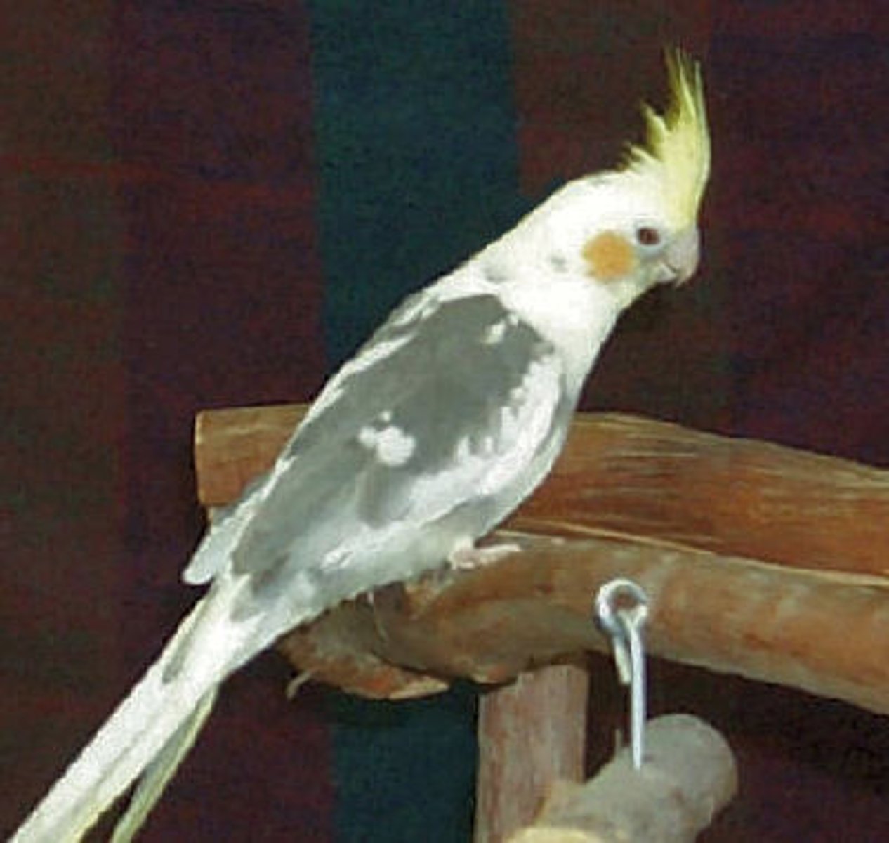 knowt flashcard image