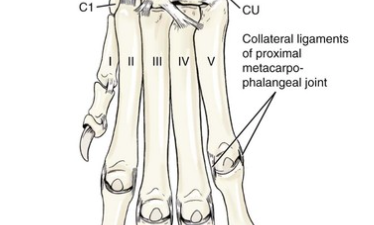 <p>Long bones that connect carpals to phalanges. Up to 5 in a row numbered 1 (most medial) to 5 (most lateral), Some are fused in some animals and may number less than 5. </p>