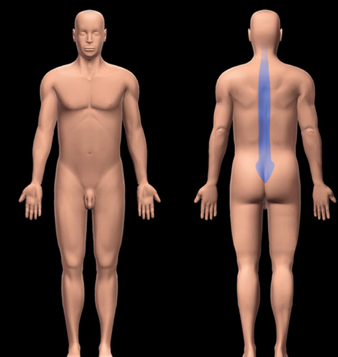 <p>spinal column</p>
