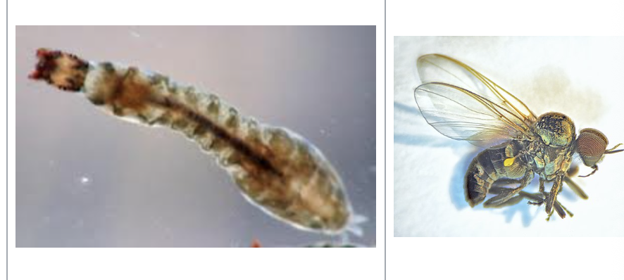 <p>importance: C3, fast-moving water, lots of nutrients</p><p>ecology: eaten by insects, fish, birds, vector of river blindness</p><p>life: CM</p><p>feeding: omnivorous</p>