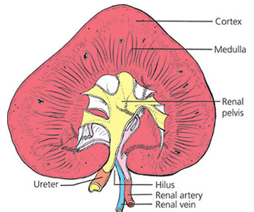 <ul><li><p><span>hilus</span></p><ul><li><p><span>indentation where renal artery enters, renal vein and ureter leave</span></p></li></ul></li><li><p><span>cortex</span></p><ul><li><p><span>outer, darker, rough</span></p></li></ul></li><li><p><span>medulla</span></p><ul><li><p><span>inner, lighter, striated</span></p></li></ul></li><li><p><span>pyramids/peaks</span></p><ul><li><p><span>within medulla</span></p></li></ul></li><li><p><span>pelvis</span></p><ul><li><p><span>near hilus, space for urine collection/storage</span></p></li></ul></li><li><p><span>ureter</span></p><ul><li><p><span>brings out urine</span></p></li></ul></li></ul><p></p>