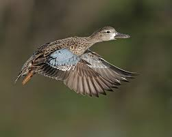 <p><span><span>Spatula discors</span></span></p>