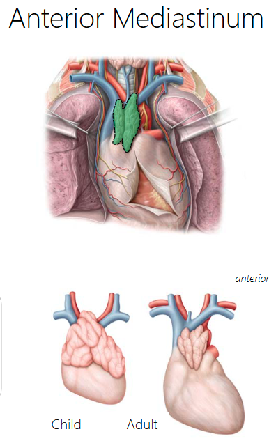 <p>the thymus is relatively larger in children/youth, and will degenerate and become fibro-fatty tissue in adults</p>
