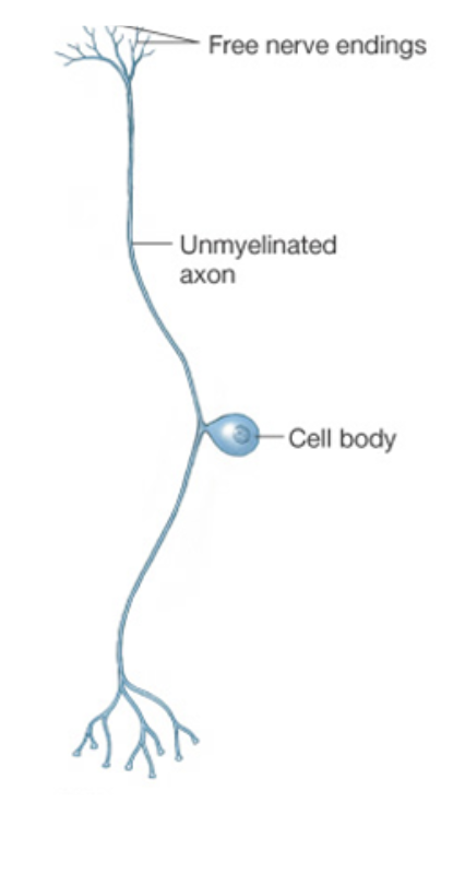 <ul><li><p>Sensory neurones <span><span>transfer nerve impulses away from receptor cells when a stimulus is detected</span></span></p></li></ul><p></p>