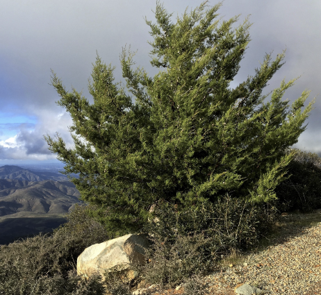 <p>Tecate Cypress</p>