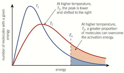 <p>-shifts to the <strong>right</strong> and <strong>peaks lower</strong></p><p>-<strong>more</strong> molecules have <strong>greater energy than activation energy</strong> so plateaus above and peaks lower</p>