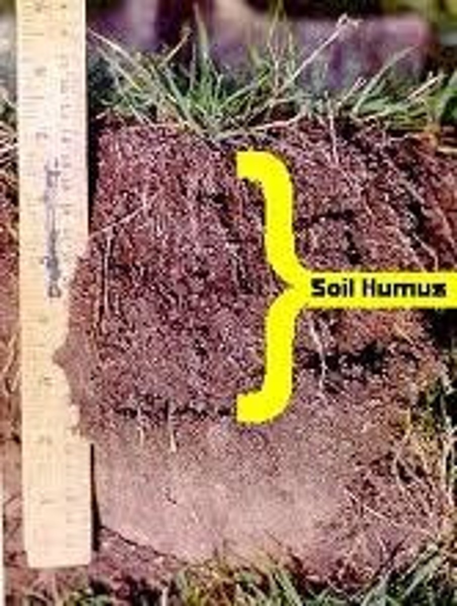 <p>humus</p>