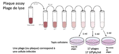 <p>Il faut trouver une dilution avec suffisamment de cellules pour que ce soit reproductible mais pas trop non plus afin d’éviter que les plages fusionnent et ne soient plus comptabilisantes. </p>