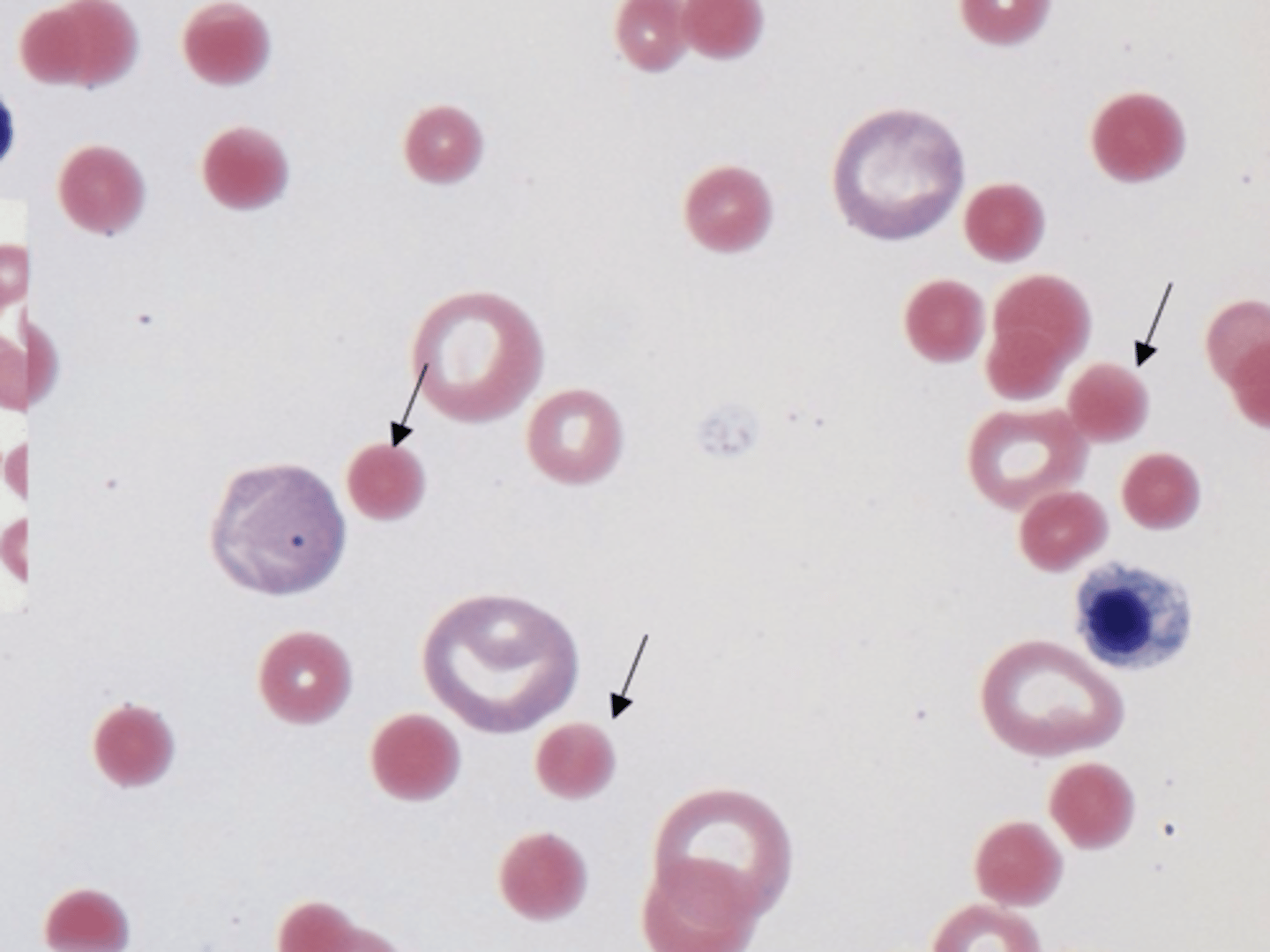 <p>What are the following cells?</p>