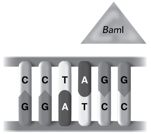 <p>The diagram shows a restriction enzyme, called BamI, that is attached to a section of a DNA molecule.</p><p></p><p>How will the restriction enzyme act?</p><p>Responses</p><ul><li><p>It will cut the DNA at a specific location, and into three or more pieces.</p><p></p></li><li><p>It will cause a frameshift mutation, such as by removing guanine (G).</p><p></p></li><li><p>It will cut the DNA at a specific location, and into two pieces.</p><p></p></li><li><p>It will cause a point mutation, such as by substituting guanine (G) for cytosine (C).</p><p></p></li></ul>