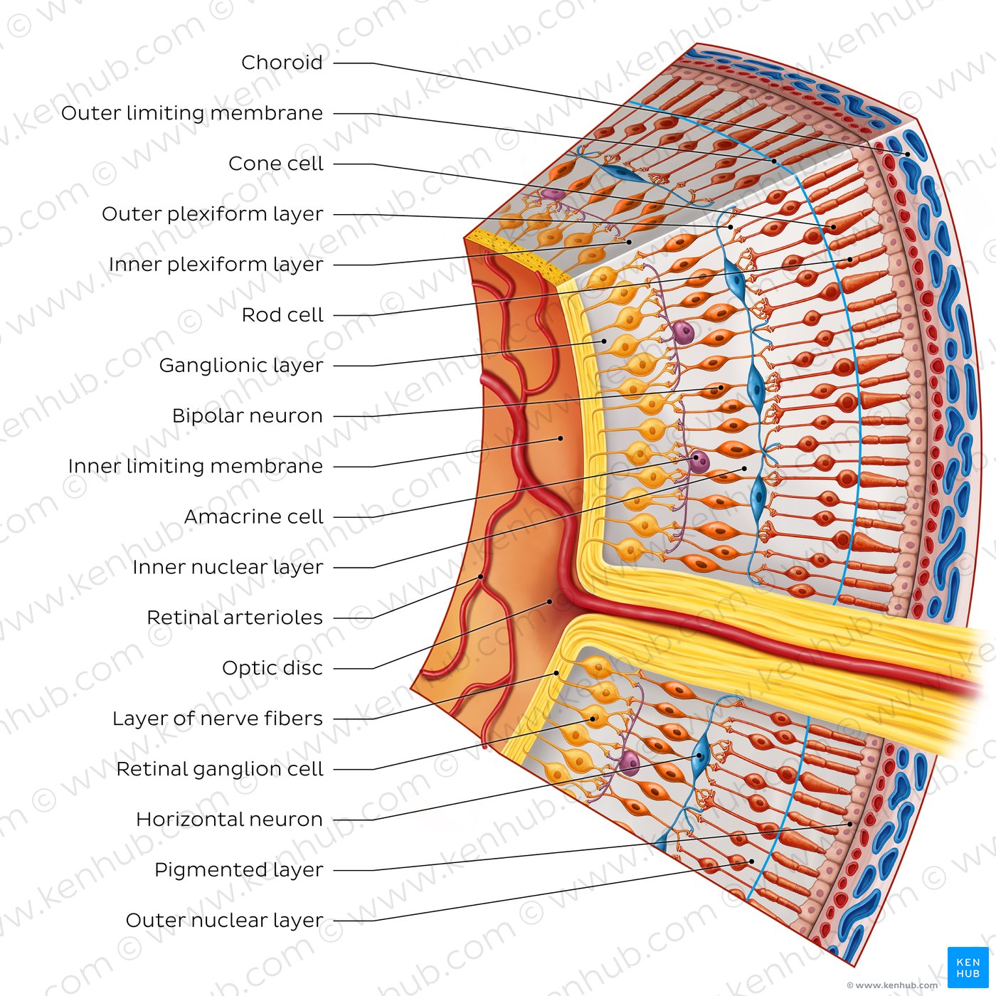 <p>Enable color vision, crucial for detail</p>