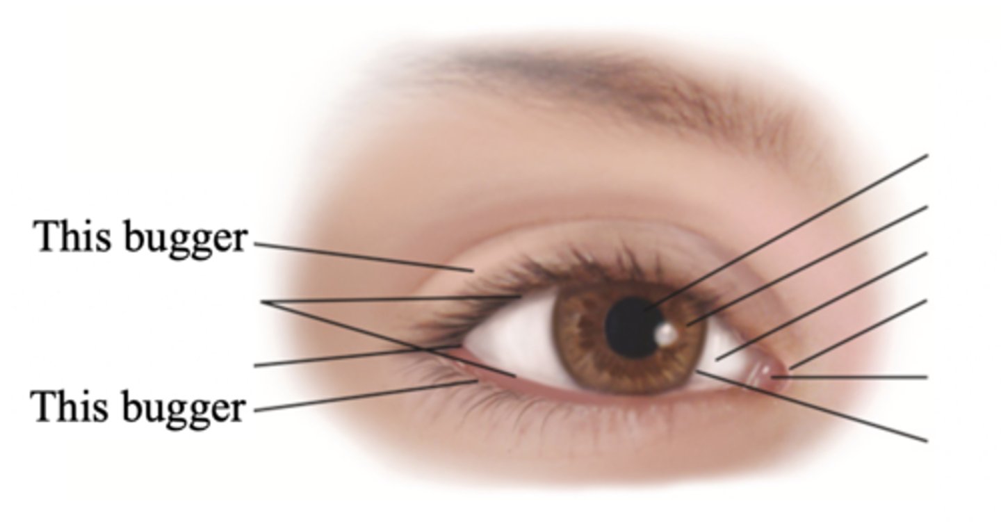<p>Two movable flaps of skin that further protect the eye from injury, strong light, and dust</p>