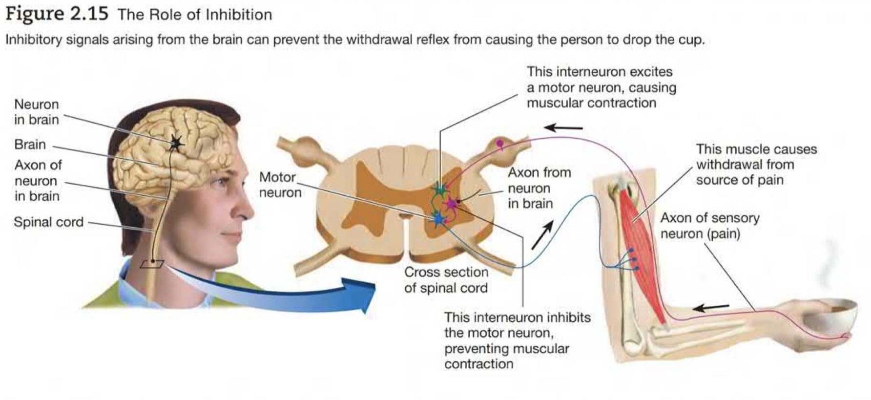 Yes. Through feedback inhibition (another, inhibitory neuron stops an action)