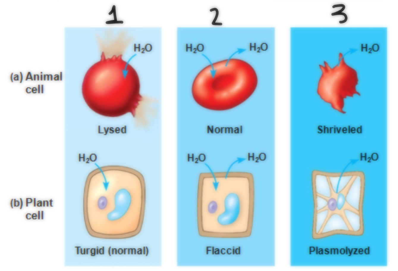 <p>Tonicity of #3</p>
