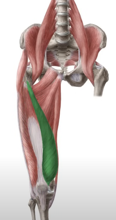 <p>extends leg </p>