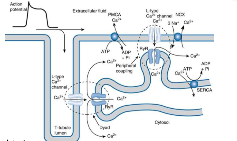 <p>gelijkaardig aan skeletspier:</p><p></p><ol><li><p>AP → T-tubuli depolariseren</p></li><li><p>→ openen spanningsafhankelijke Ca2+ kanalen in plasmamembraan (<strong>CaV1.2</strong>) → Ca2+ influx</p></li><li><p>→ openen <strong>calciumgevoelige</strong> ryanodine receptoren 2 (RyR2) in sarcoplasmatisch reticulum </p></li><li><p>→ Ca2+ komt vrij vanuit SR → stijging intracellulaire Ca2+ conc</p></li><li><p>→ activering dwarsbrugcyclus</p></li></ol><p></p>