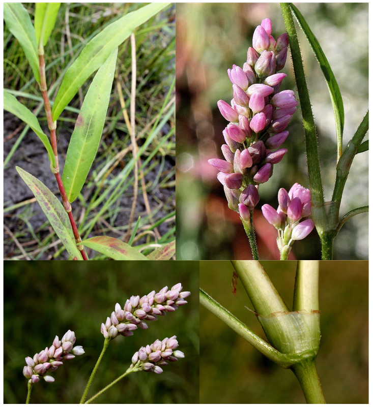 <p>(raceme, sometimes apocarpic, berry)</p>