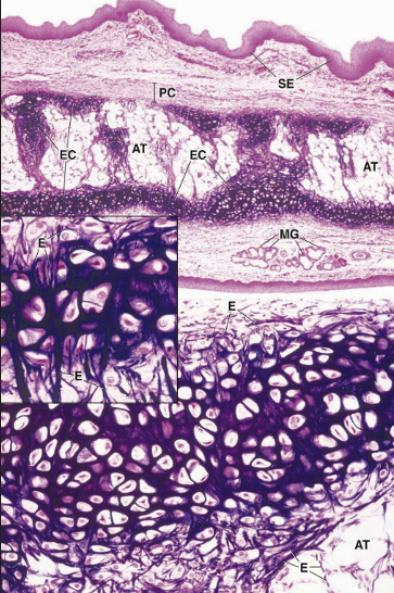 <p>elastic cartilage function</p>