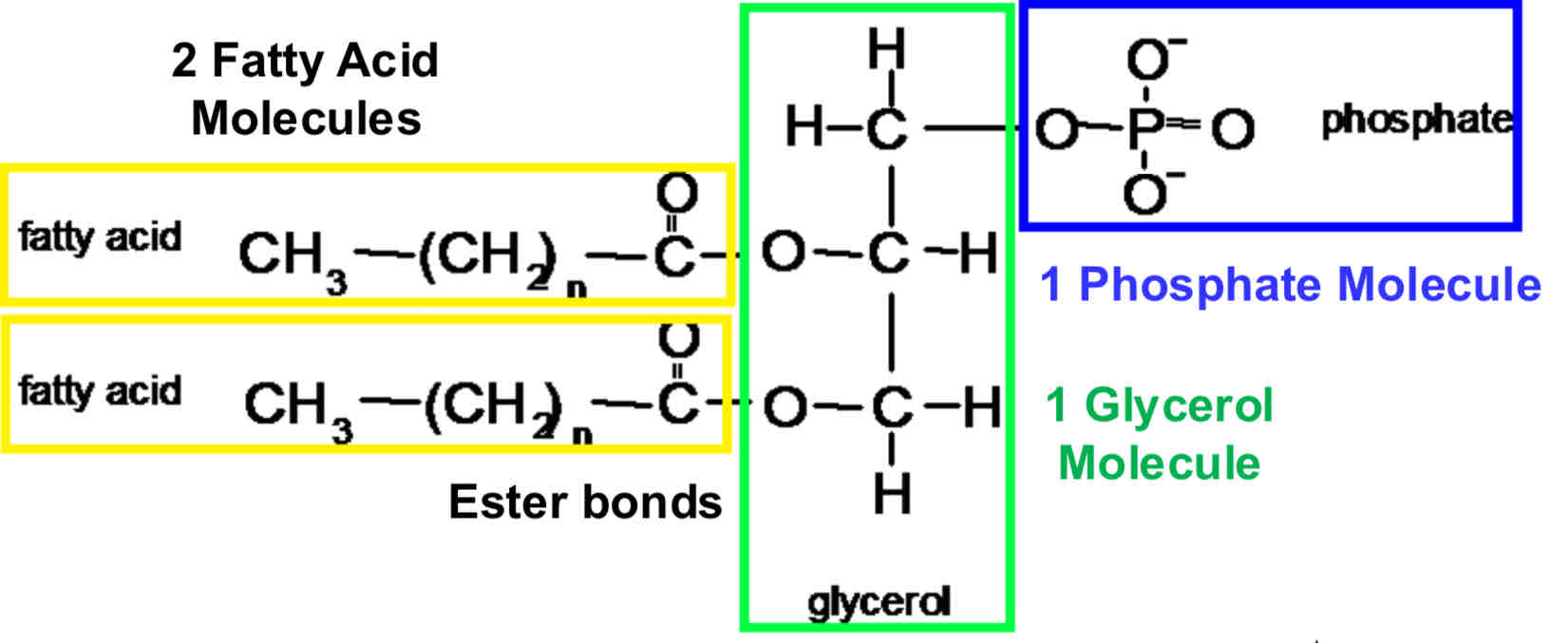 <ul><li><p>hydrocarbon is <mark data-color="red">non-polar</mark> so is <mark data-color="red">hydrophobic</mark>- repels water</p></li></ul><p></p><ul><li><p>phosphate is <mark data-color="red">polar</mark> so is <mark data-color="red">hydrophobic</mark>- negative charge means that it forms bonds with water</p></li></ul>