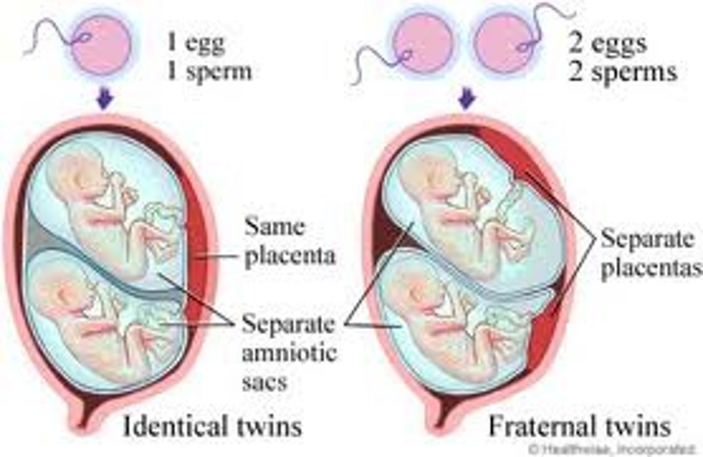 <p>a single zygote splits into two embryos</p><p>Note - it's important to realize that identical twins CAN have separate placentas! It all depends on when the egg "splits". The earlier the split, the more likely they'll share the same placenta and possibly even amniotic sac</p>