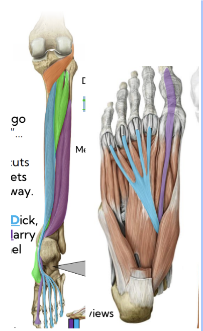 <p>Deep posterior leg — Flexor digitorum longus (blue)</p>
